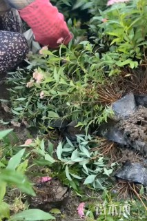 高度20厘米绣线菊