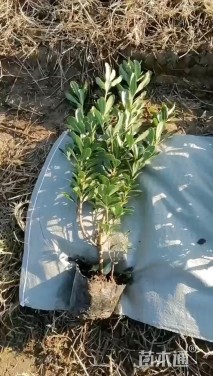 高度25厘米海桐