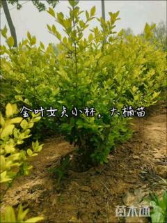 高度80厘米金森女贞小苗