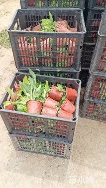 高度20厘米花叶玉簪