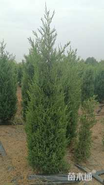 高度150厘米桧柏