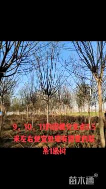 9公分国槐