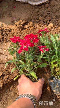 高度25厘米美女樱