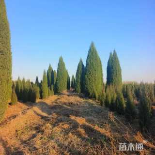 高度180厘米塔柏