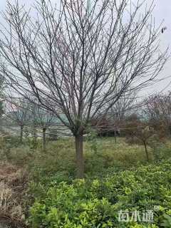 20公分高杆早樱