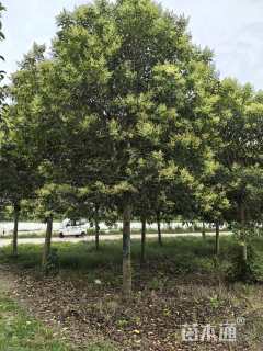 16公分大叶女贞