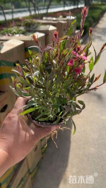高度25厘米山桃草