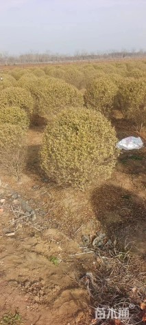 冠幅80厘米银姬小蜡球