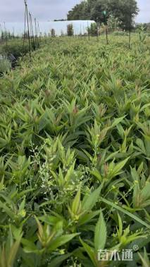 高度35厘米泽兰