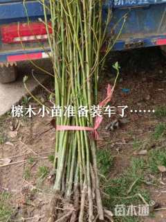 高度50厘米檫木小苗
