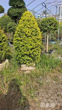 3公分造型亮晶女贞