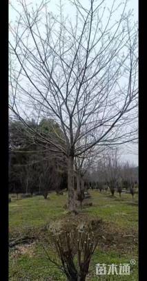 15公分高杆樱花