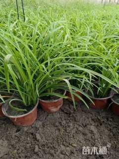 高度20厘米常绿萱草
