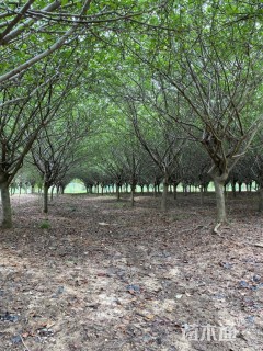 12公分垂丝海棠