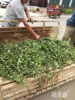 50厘米小叶扶芳藤