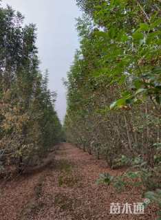 高度400厘米丛生白蜡