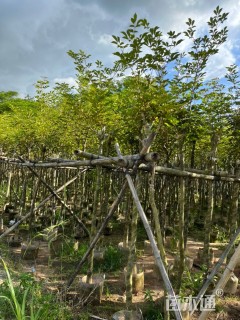 9公分黄花风铃木