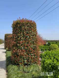 高度220厘米红叶石楠柱