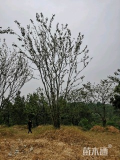 8公分丛生朴树
