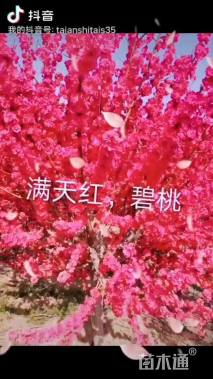 9公分垂枝碧桃
