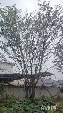 35公分流苏树