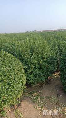 冠幅150厘米卫矛球