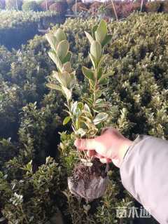 高度40厘米金边黄杨小苗