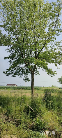 15公分三角枫