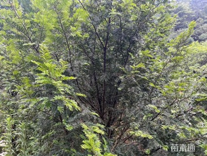 5公分红豆杉