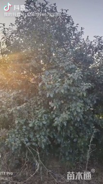 高度350厘米茶梅