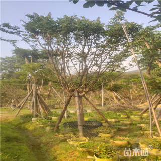 11公分小叶紫薇