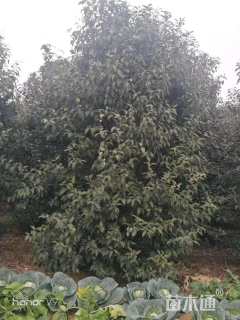 高度450厘米丛生大叶女贞