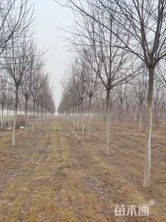 8公分加拿大红樱