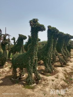 80公分造型月季