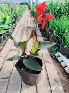 高度35厘米美人蕉