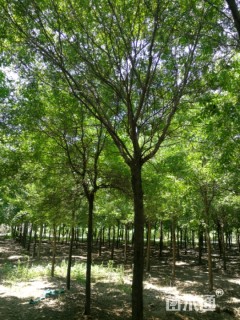 15公分皂荚