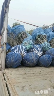 高度100厘米水蜡球