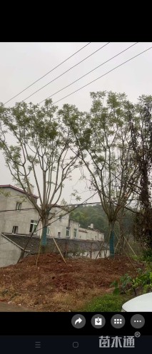 30公分蓝花楹