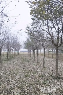 10公分流苏树