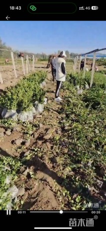 高度30厘米卫矛