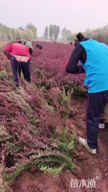 高度40厘米红叶小檗