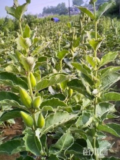 白薇地栽苗