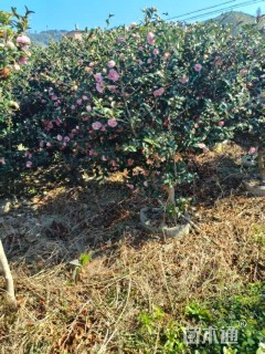 高度150厘米茶梅