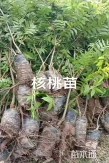 高度50厘米核桃小苗