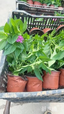 高度15厘米五星花