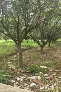 4公分红梅