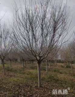 9公分江户彼岸樱