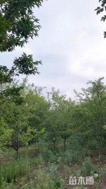 6公分流苏树