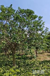 22公分(3杆)丛生香橼