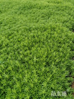 高度10厘米佛甲草